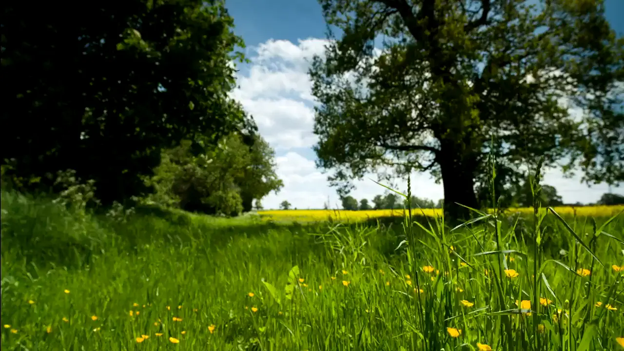 En ek på en äng med smörblommor, under sommarmoln